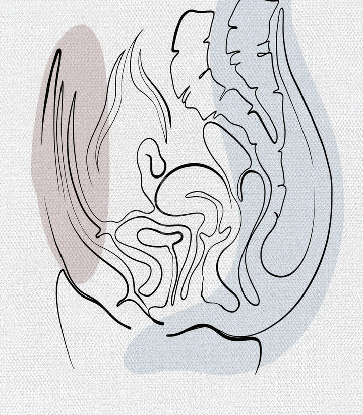 Détail fœtus in utero Womb Essence anatomie éducative Massinart