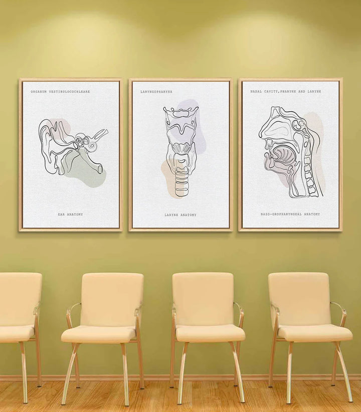 Décoration intérieur cabinet médical: trois cadres noirs anatomie oto-laryngologie — Massinart