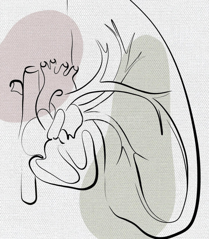Cadrage large triptyque Heart Anatomy mur blanc cabinet santé professionnel — Massinart