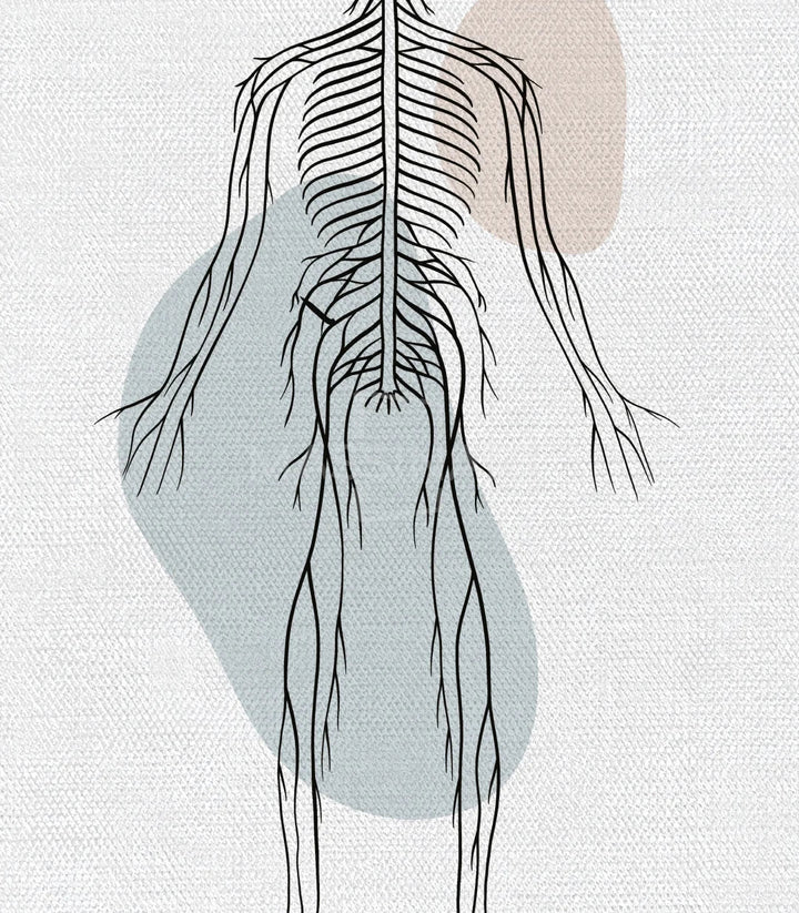Tableau Neural Network cadre noir Massinart — anatomie moderne illustration