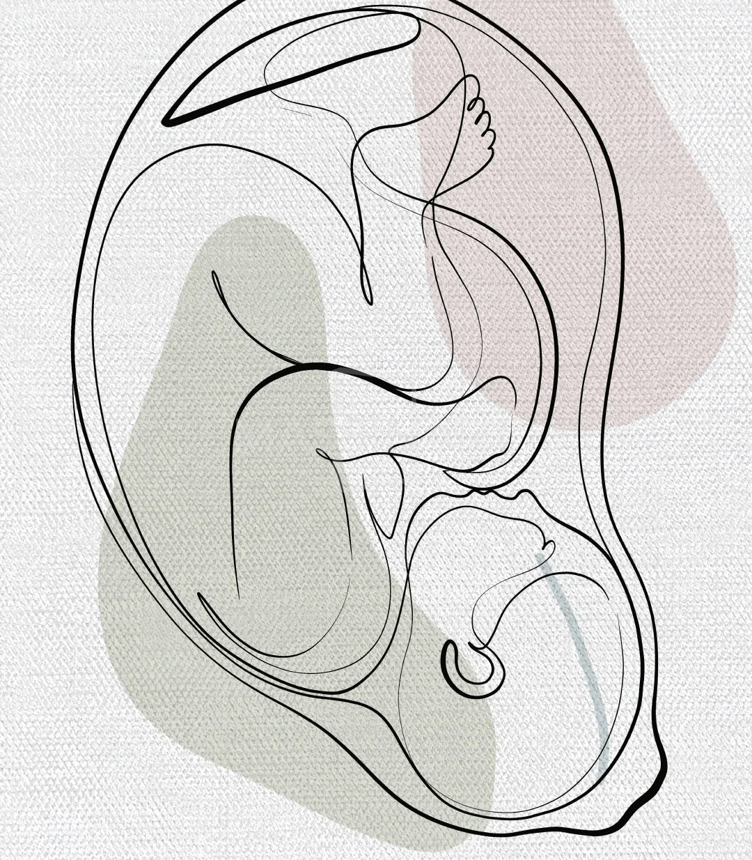 Détail illustration utérus Womb Essence ligne minimaliste Massinart
