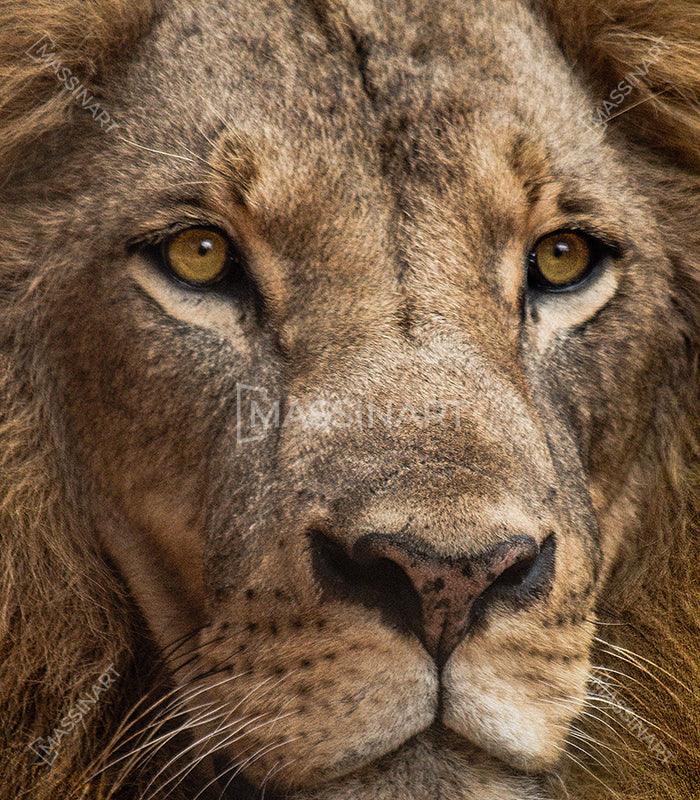 Tableau Lion portrait Massinart — emballage livraison prêt à accrocher